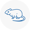 Rat Control Poole