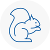 Poole Rodent Removals