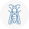 Poole Wasp Nest Removal